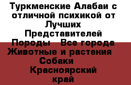 Туркменские Алабаи с отличной психикой от Лучших Представителей Породы - Все города Животные и растения » Собаки   . Красноярский край